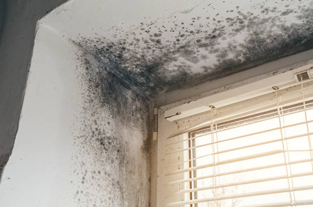 Affordable Mold Inspection And Testing solutions in McQueeney, TX